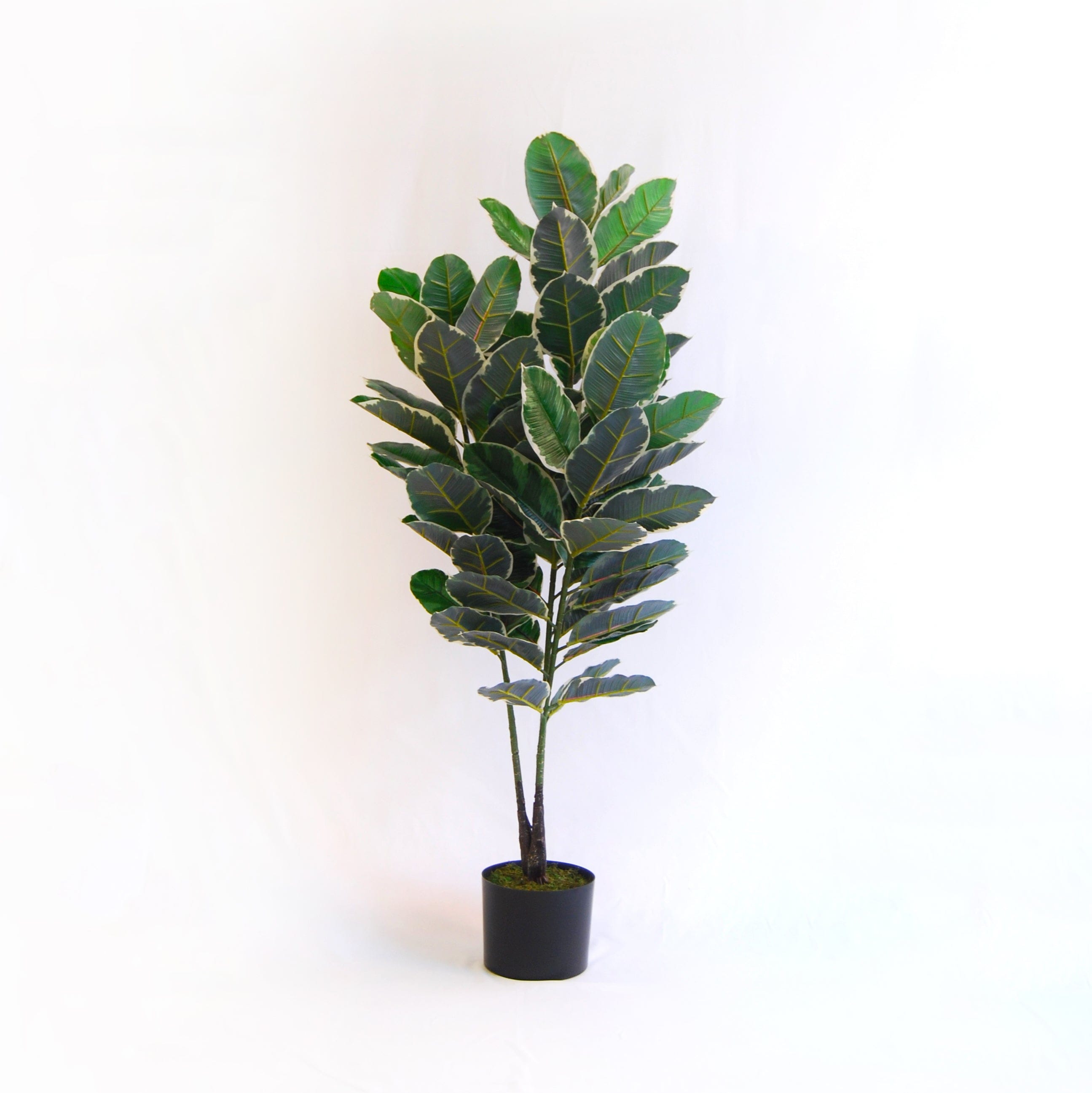Ficus Elastica