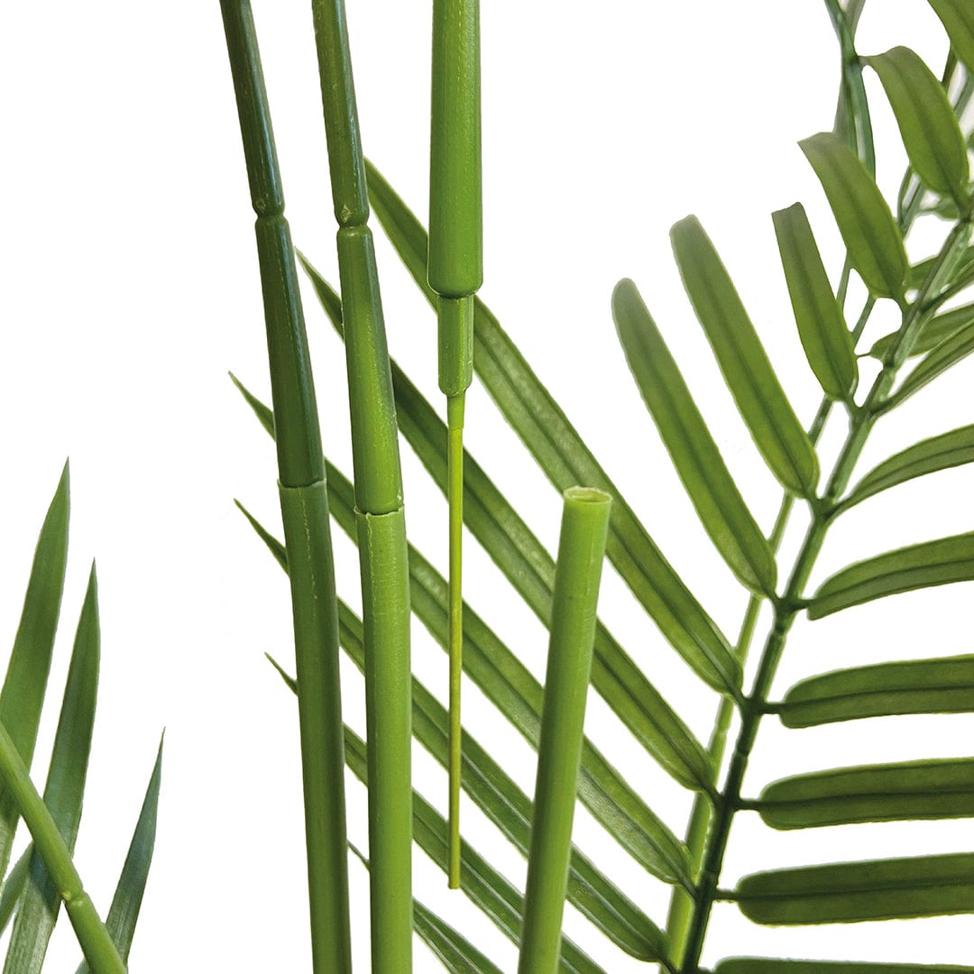 Palmera Amazonica