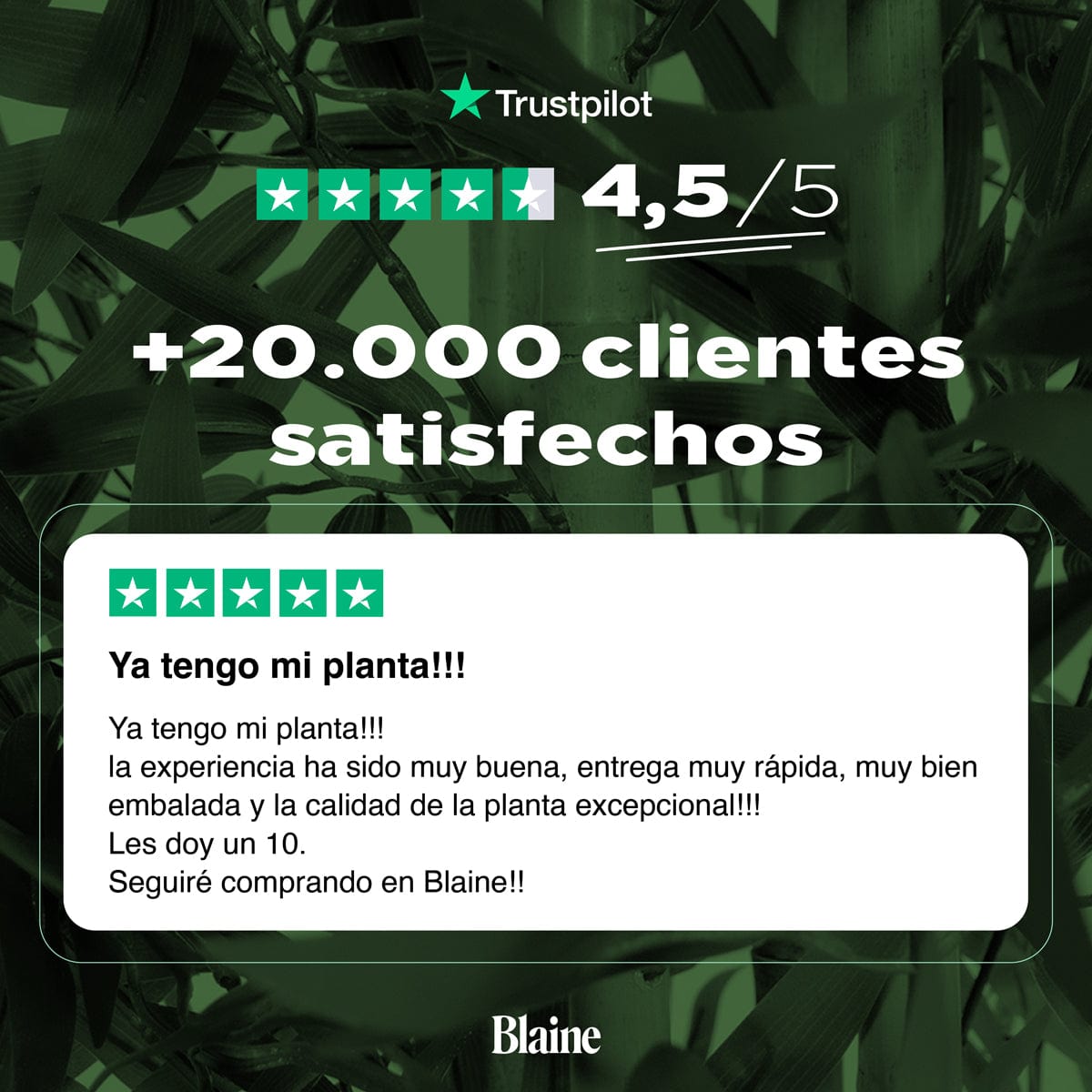 Árbol Bambú