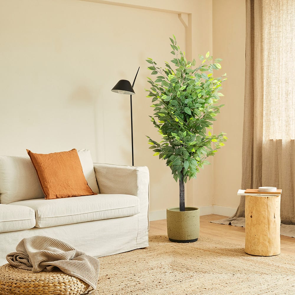 Ficus Exclusive
