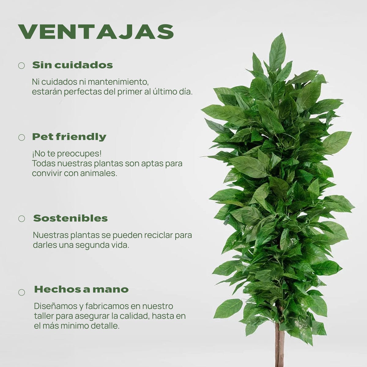 Árbol Mango