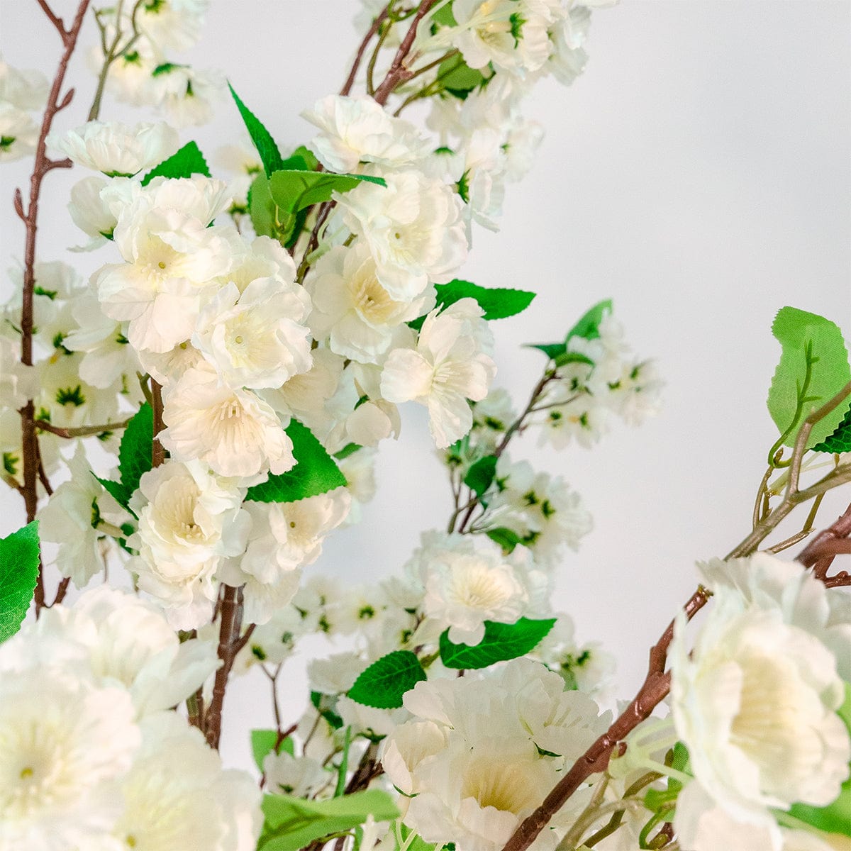 Amandier blanc
