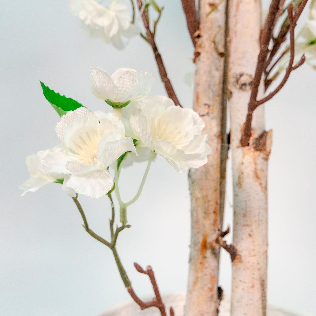 Amandier blanc