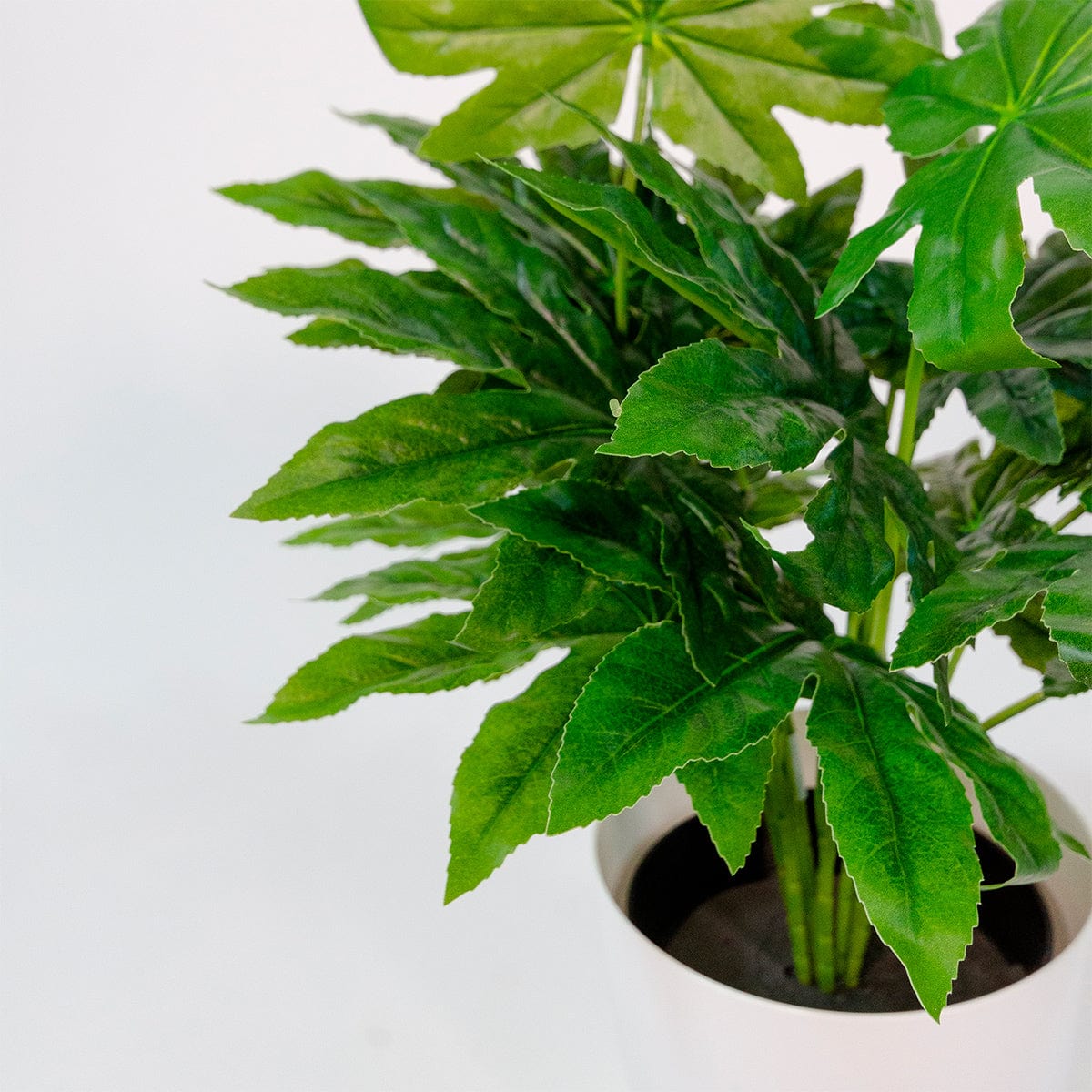 Aralia