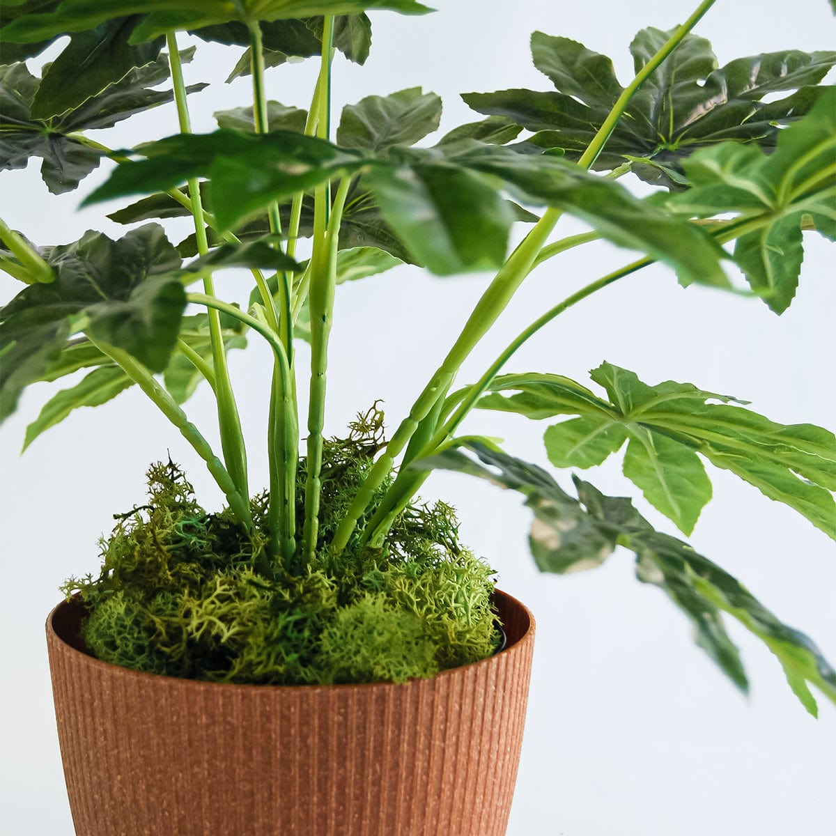 Aralia