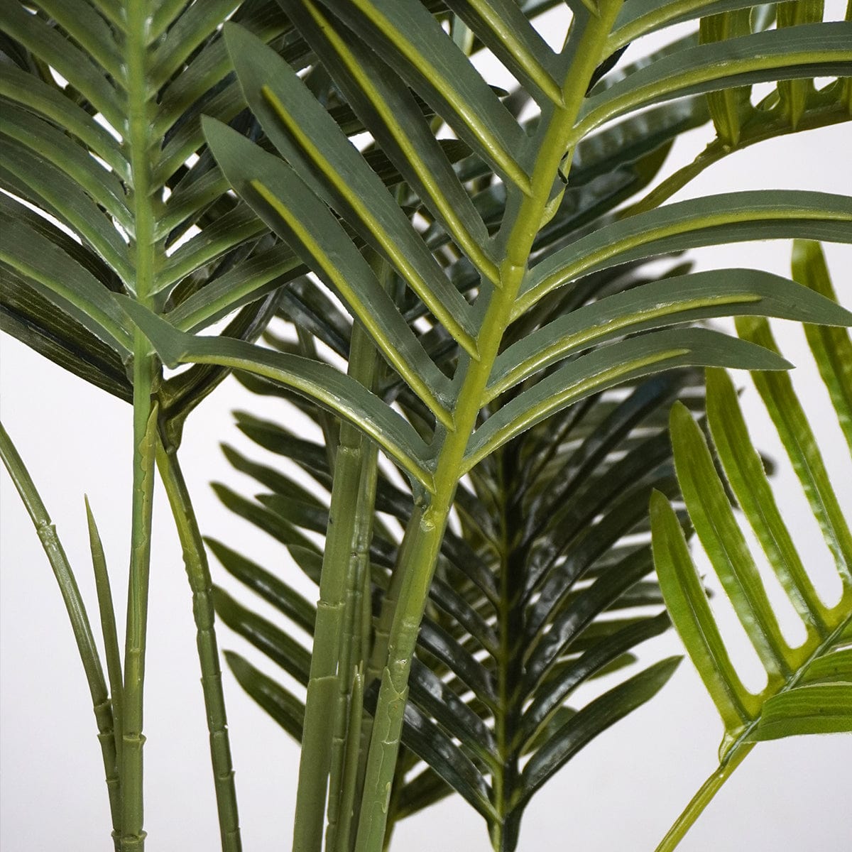 Palmera Klein XL