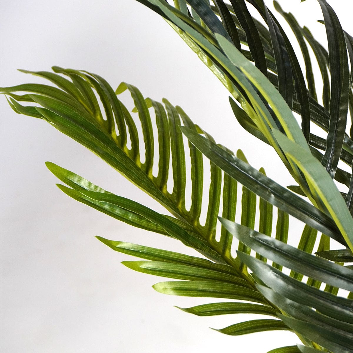 Palmera Klein XL