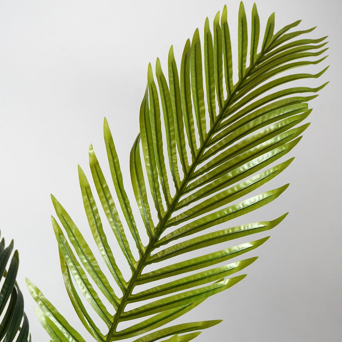 Palmera Klein XL