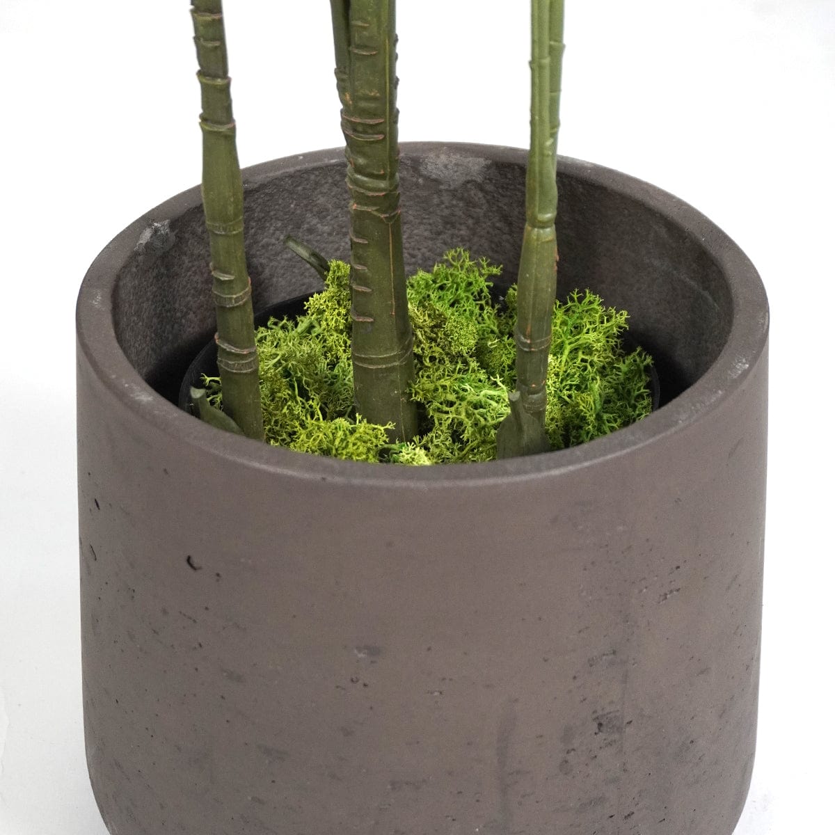 Palmera Klein XL