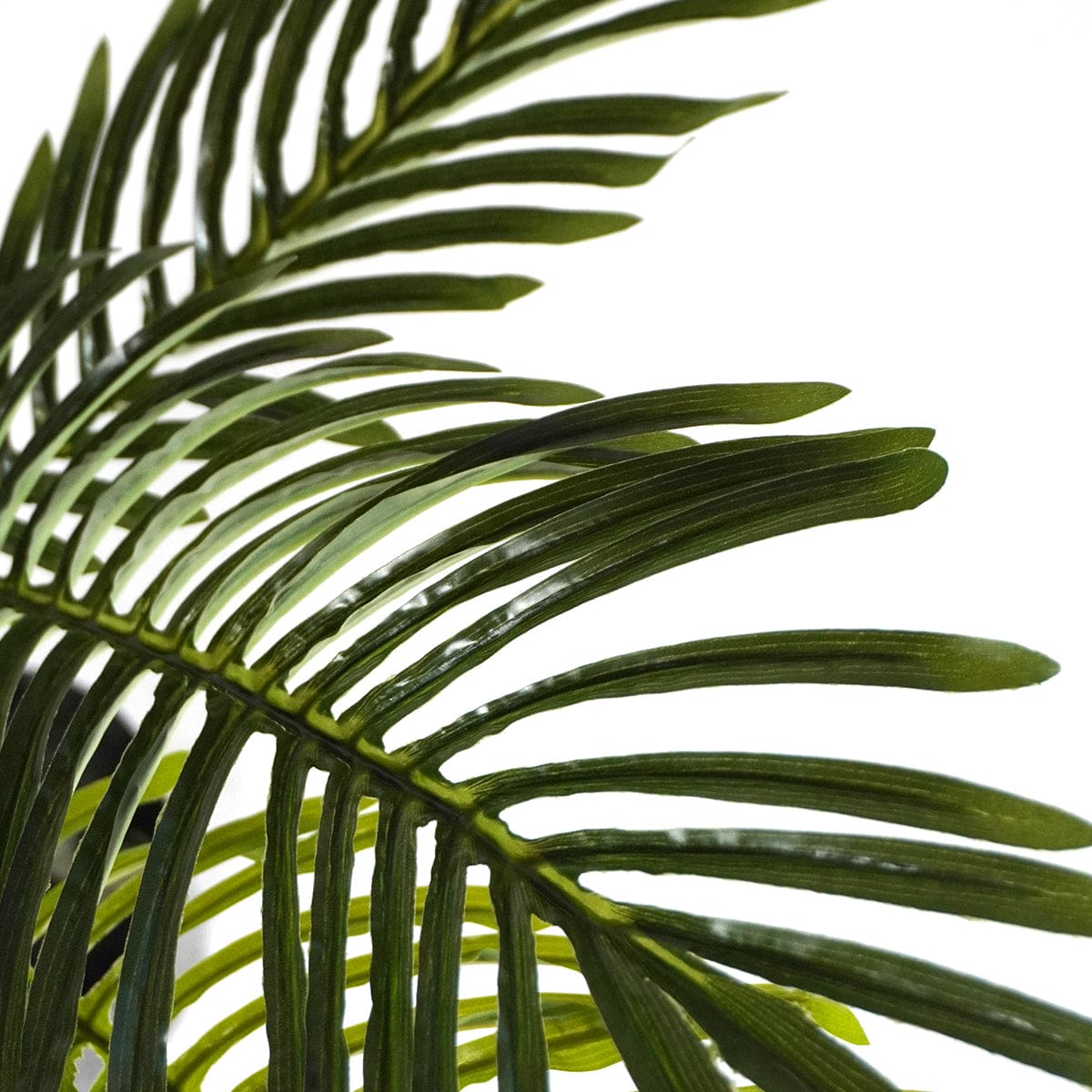 Palmera Klein