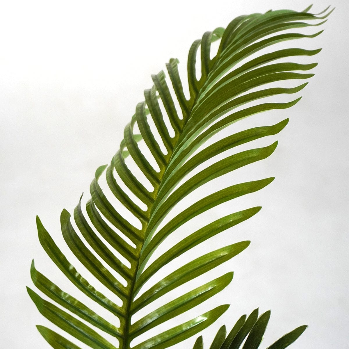 Palmera Klein