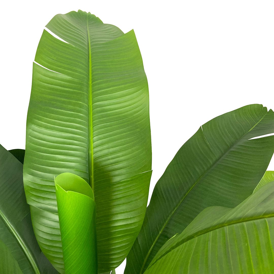 Platanera