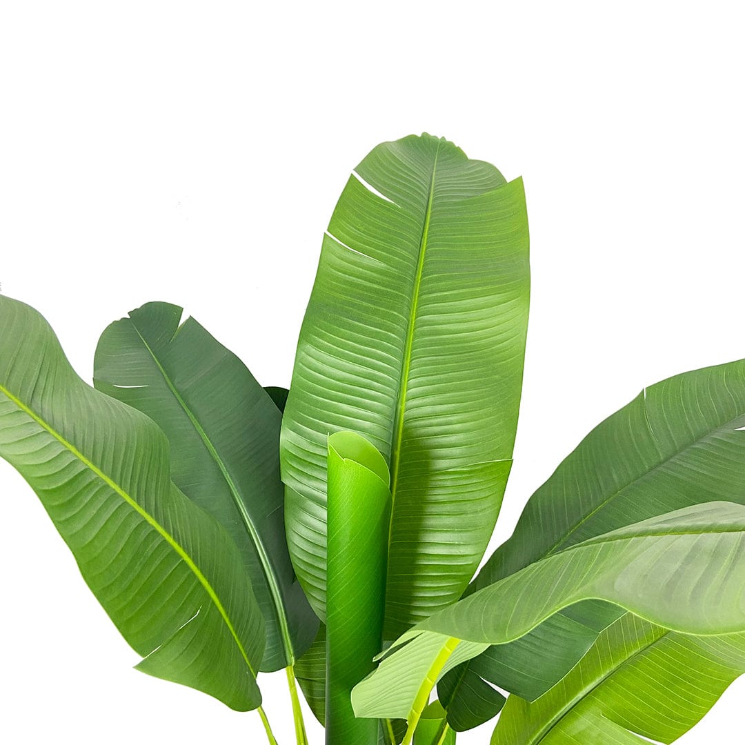 Platanera