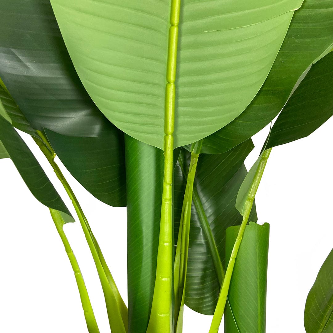 Platanera