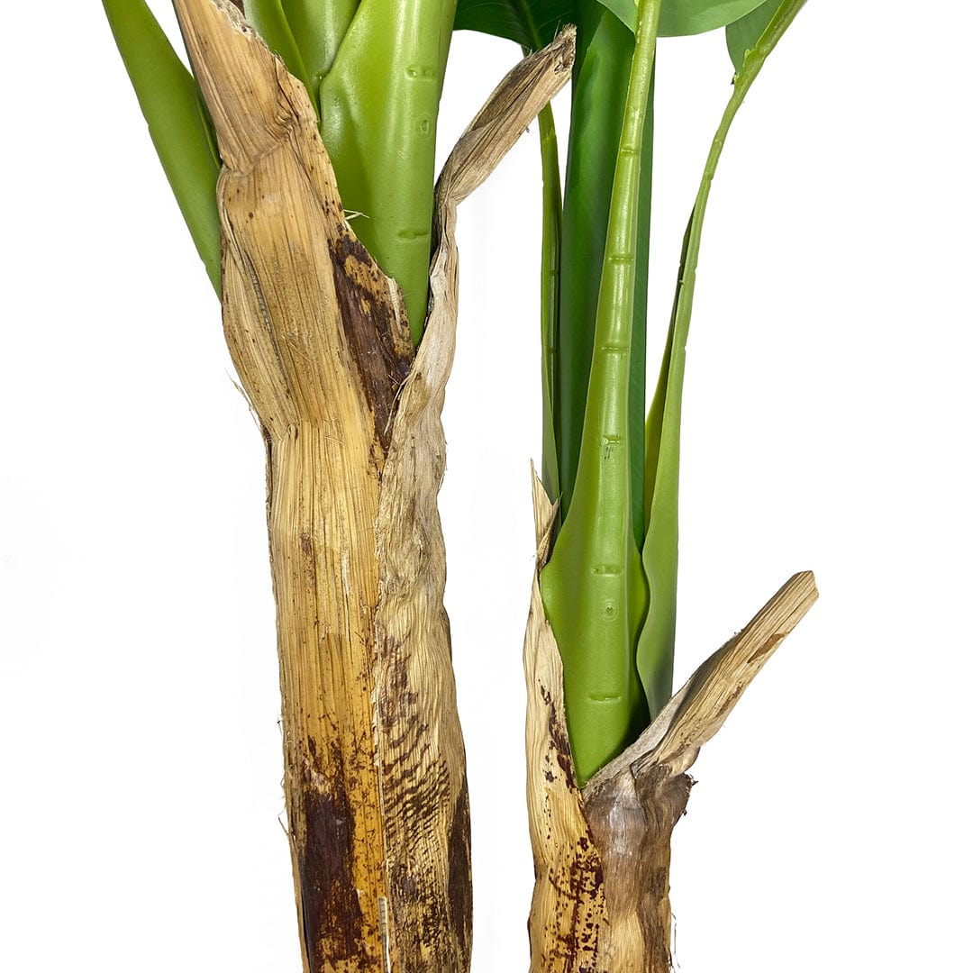 Platanera