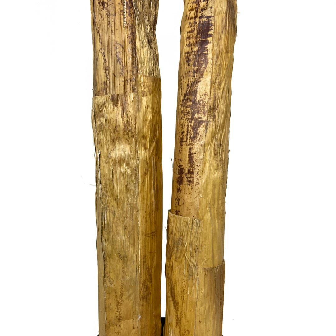 Platanera