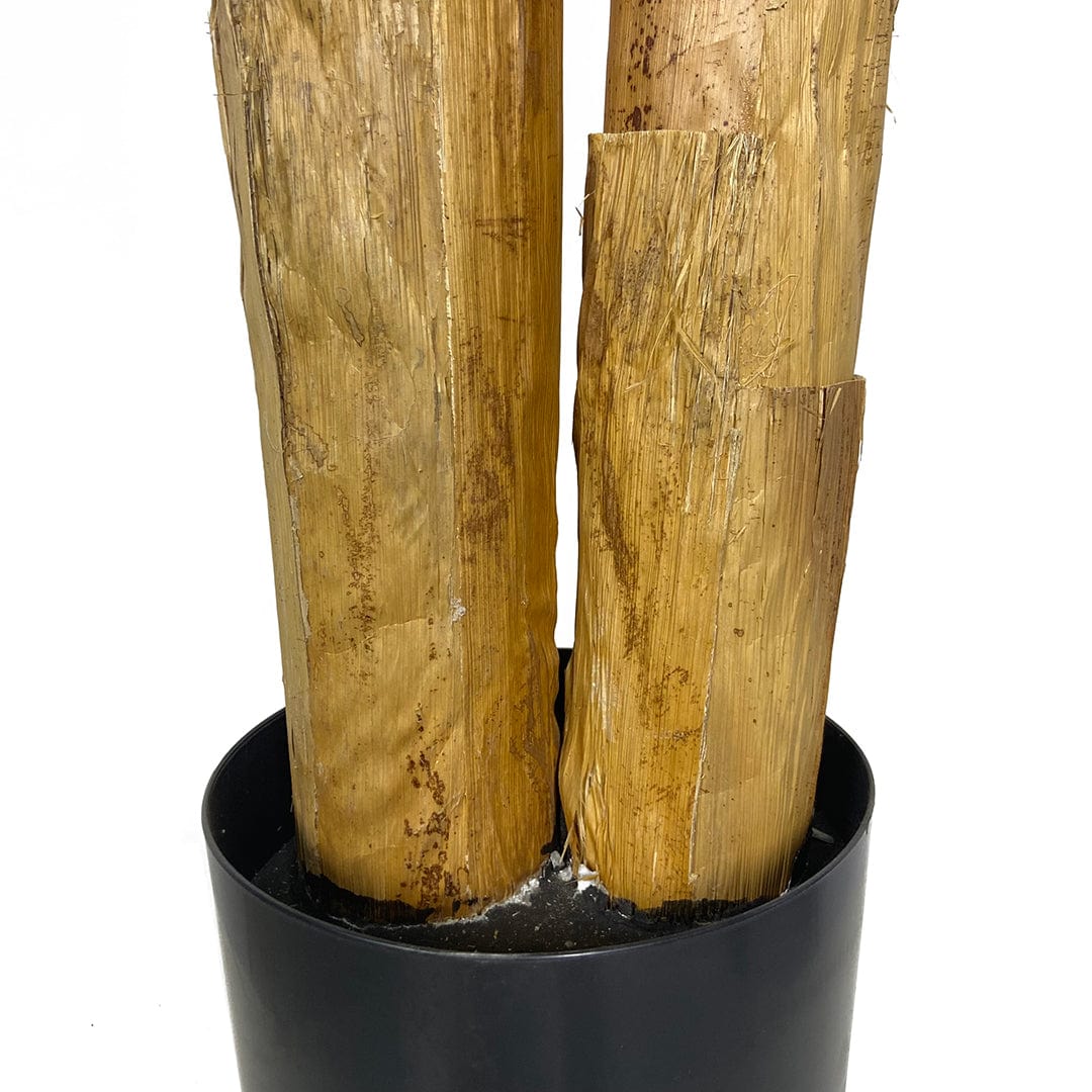 Platanera