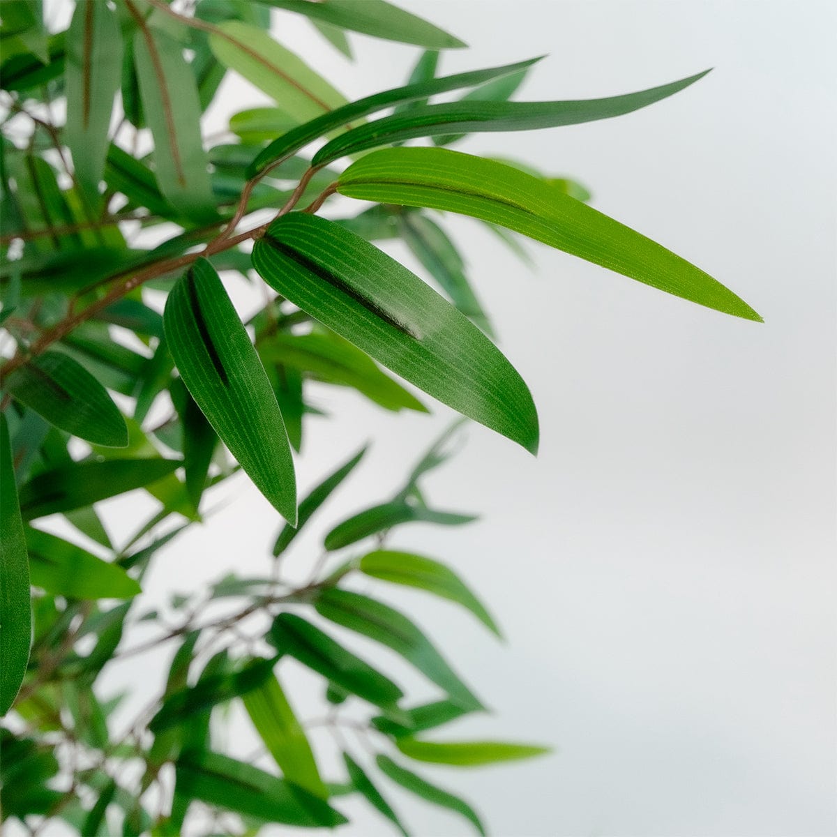 Oriental Bamboo