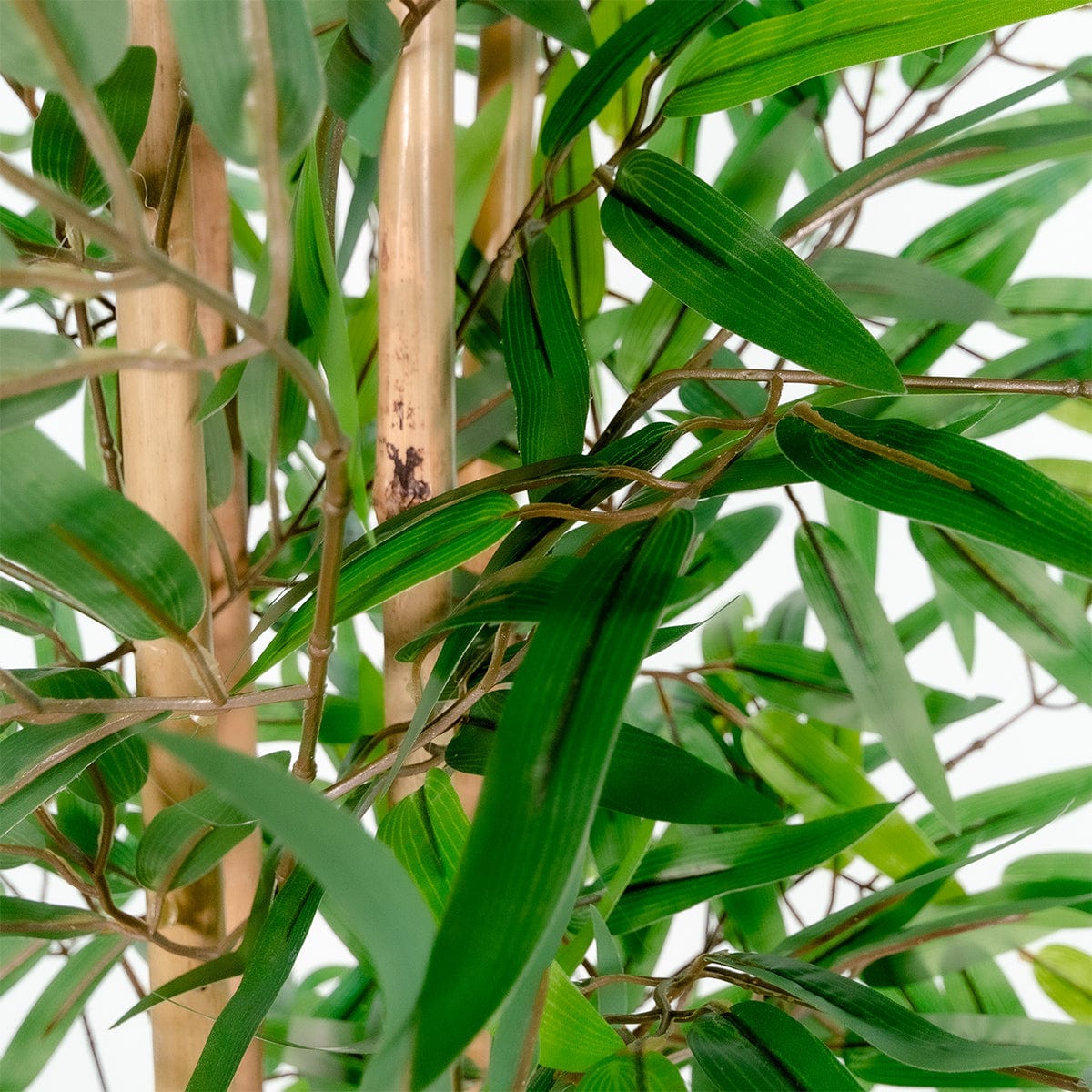 Bambú Oriental
