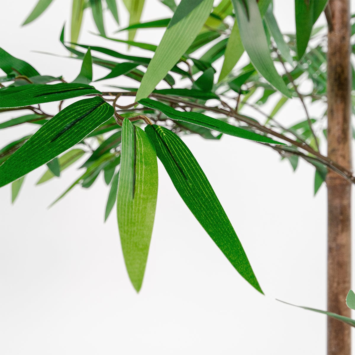 Albero di bambù