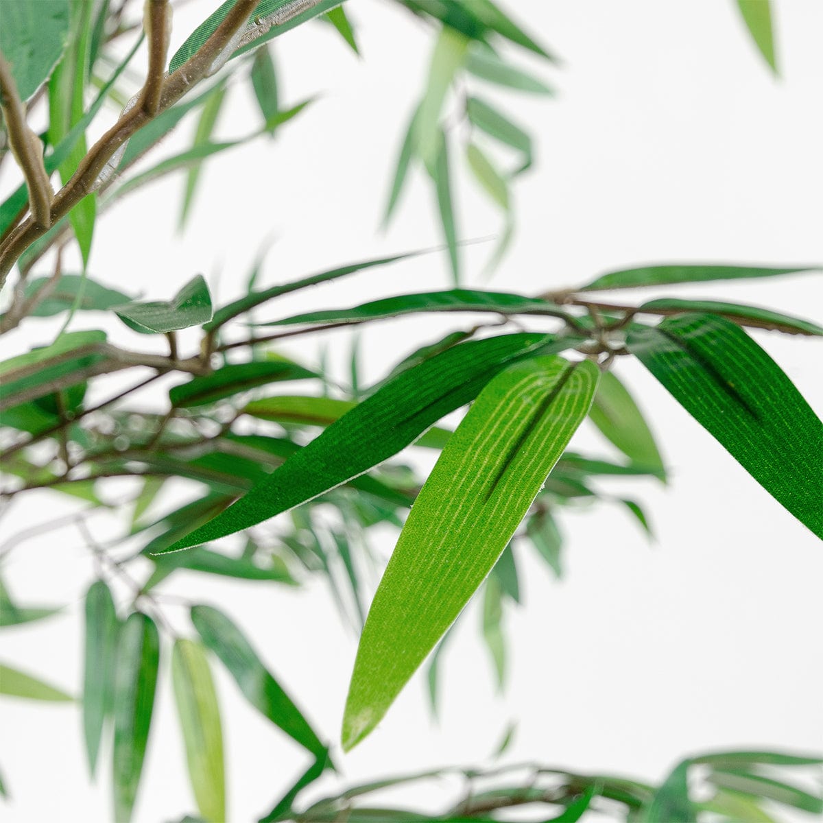 Albero di bambù