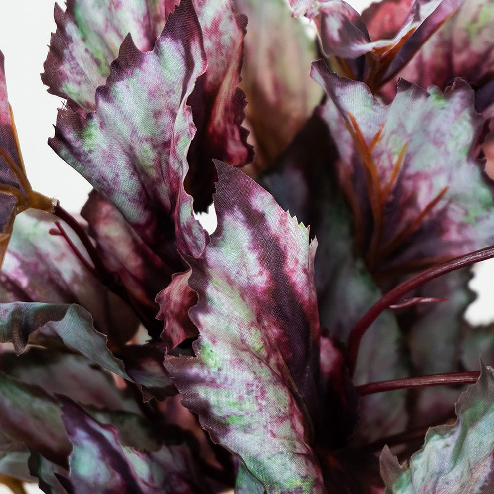 Begonia colgante
