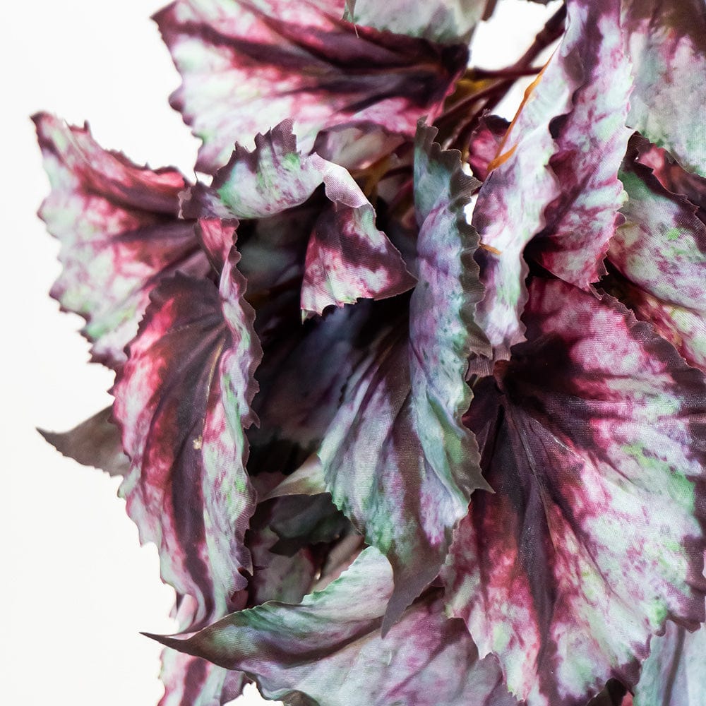 Begonia colgante