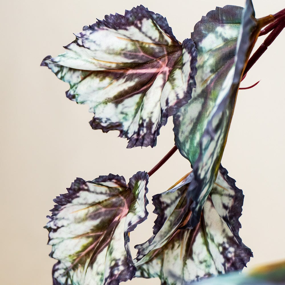 Begonia colgante