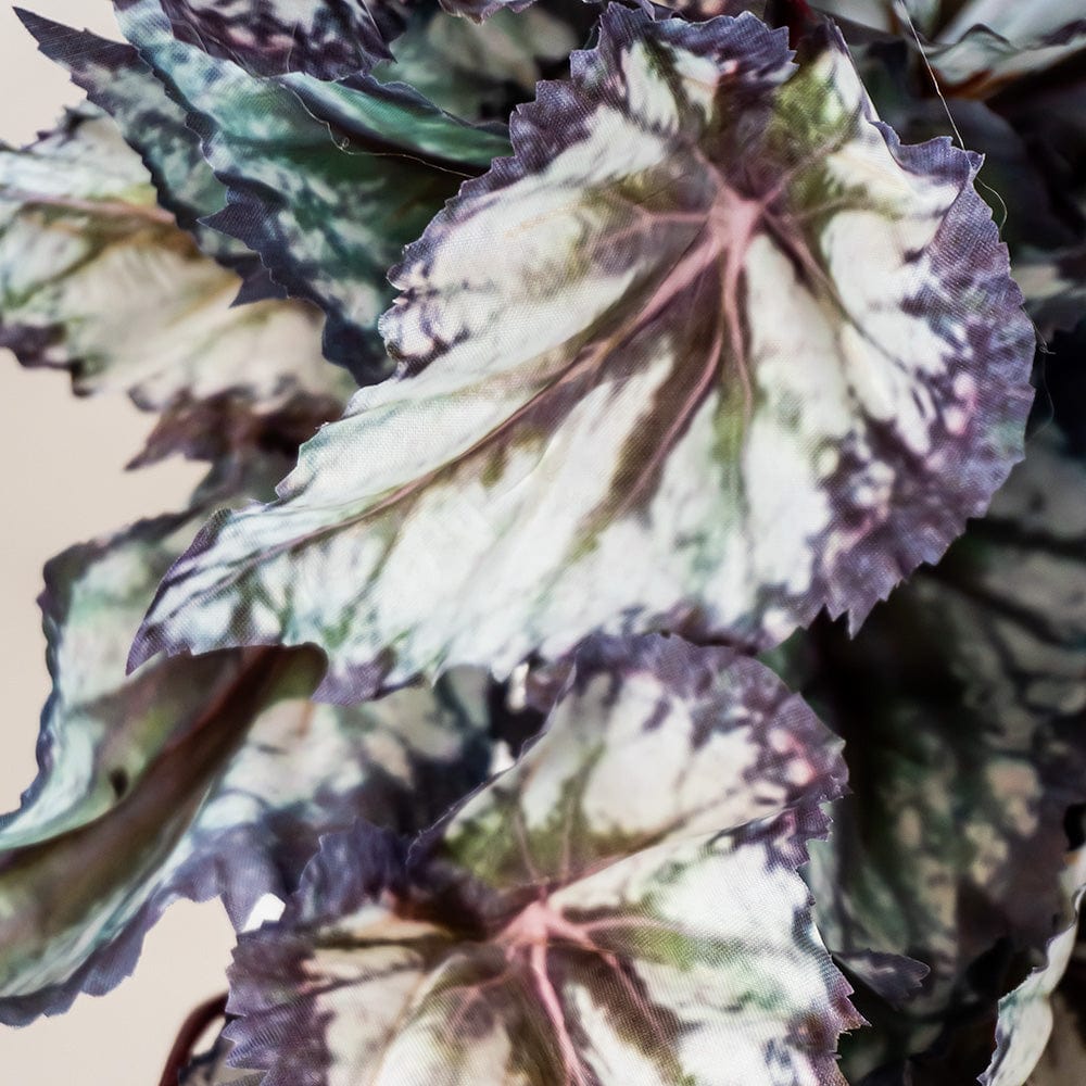 Begonia colgante