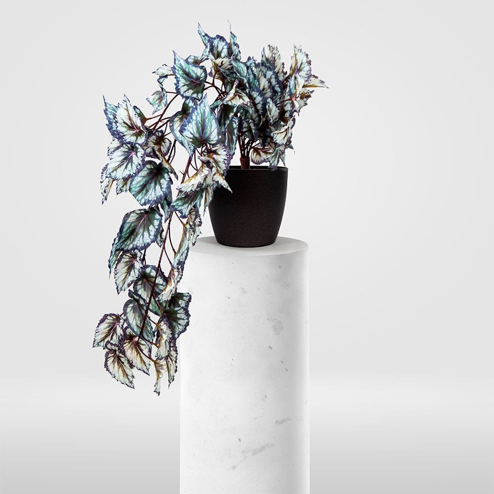 Begonia colgante