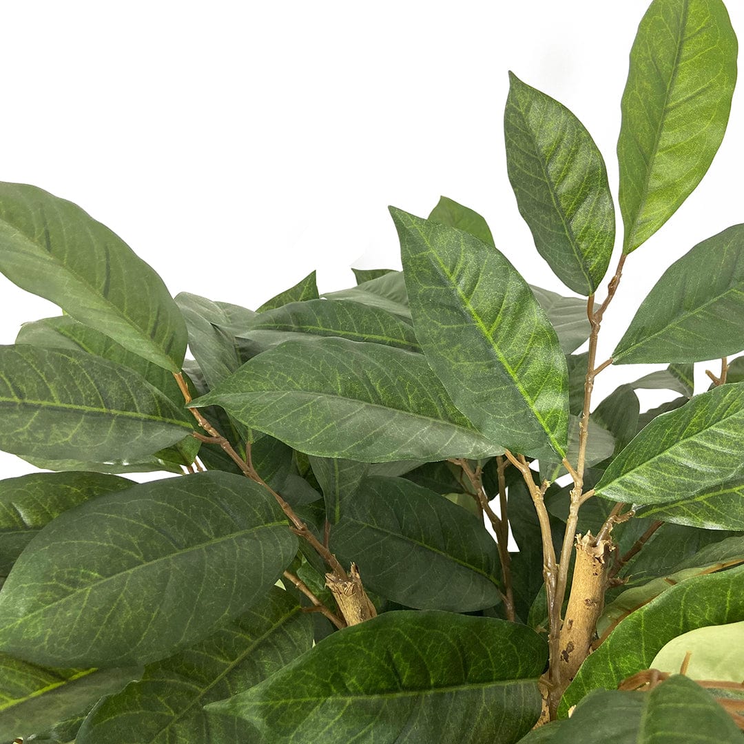 Árbol Café
