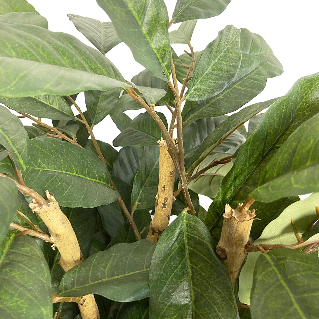 Árbol Café