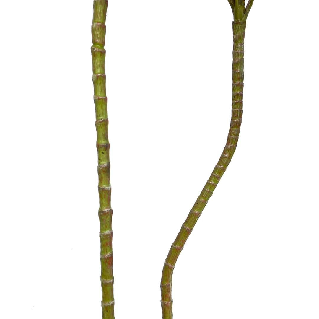 Dracena Roja
