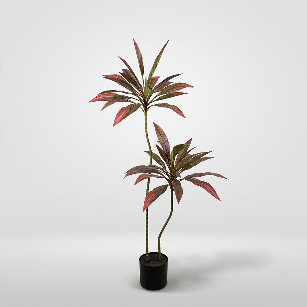Dracena Roja