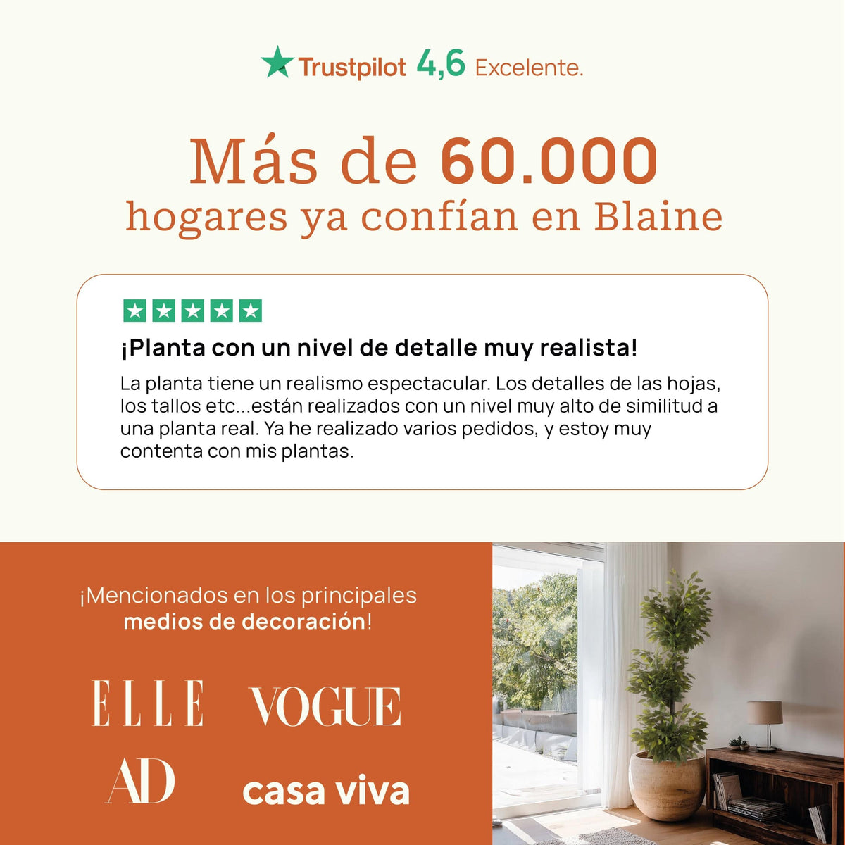 Monstera Philo S - extra 1