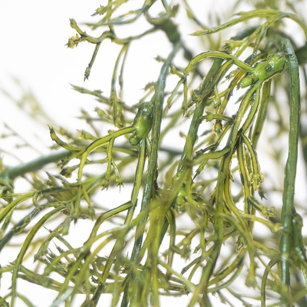 Mata Grass Colgante