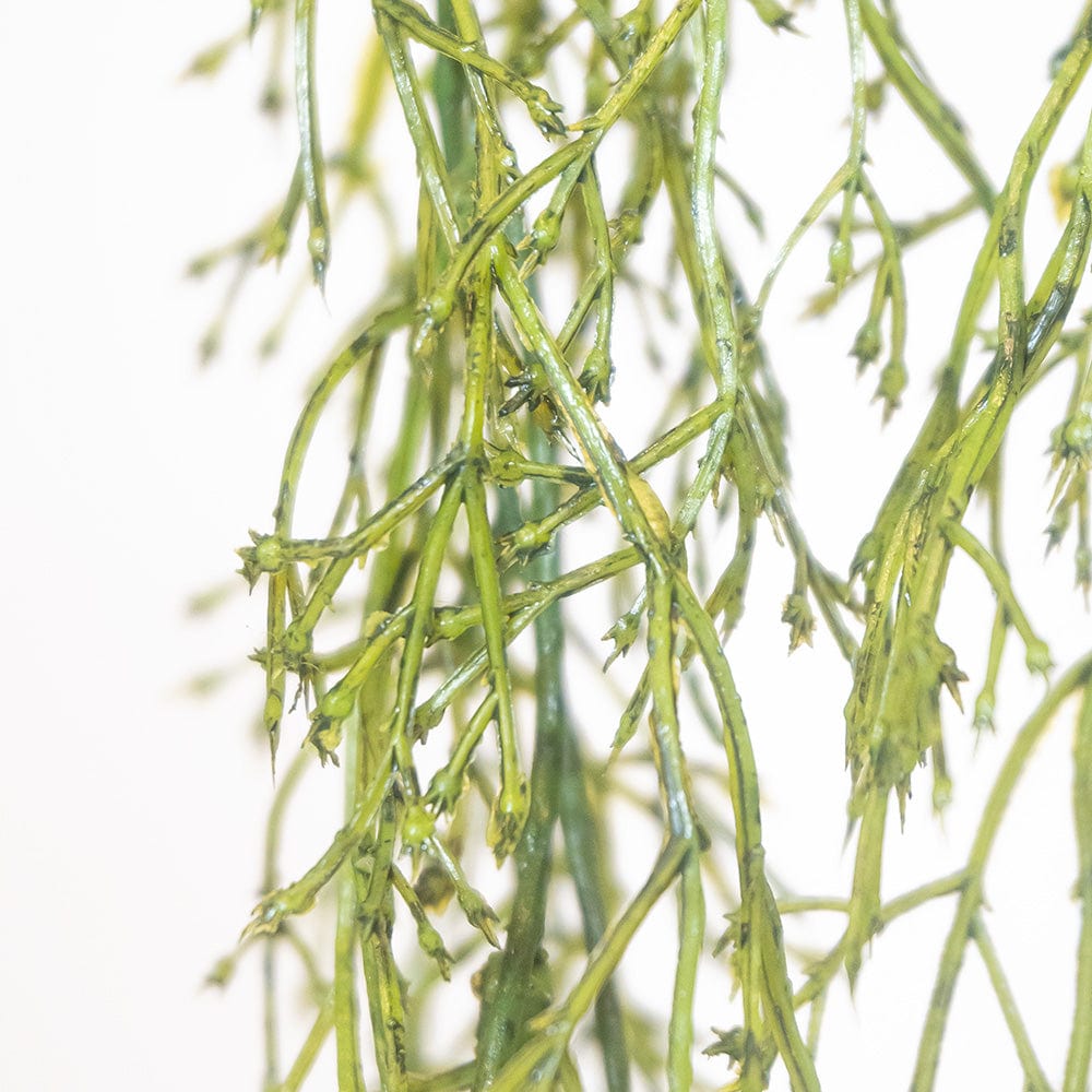 Mata Grass Colgante