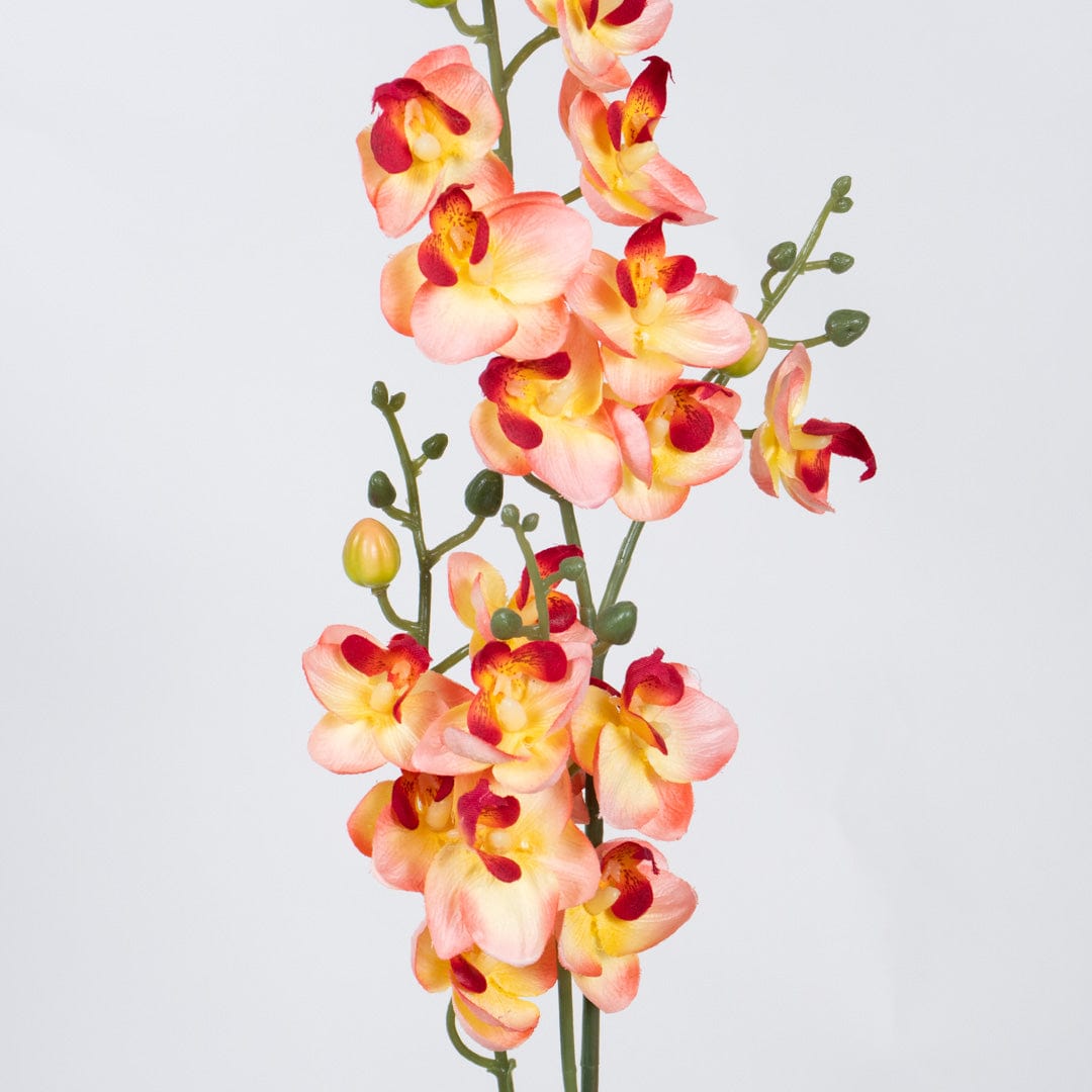 Orquídea Single Salmón