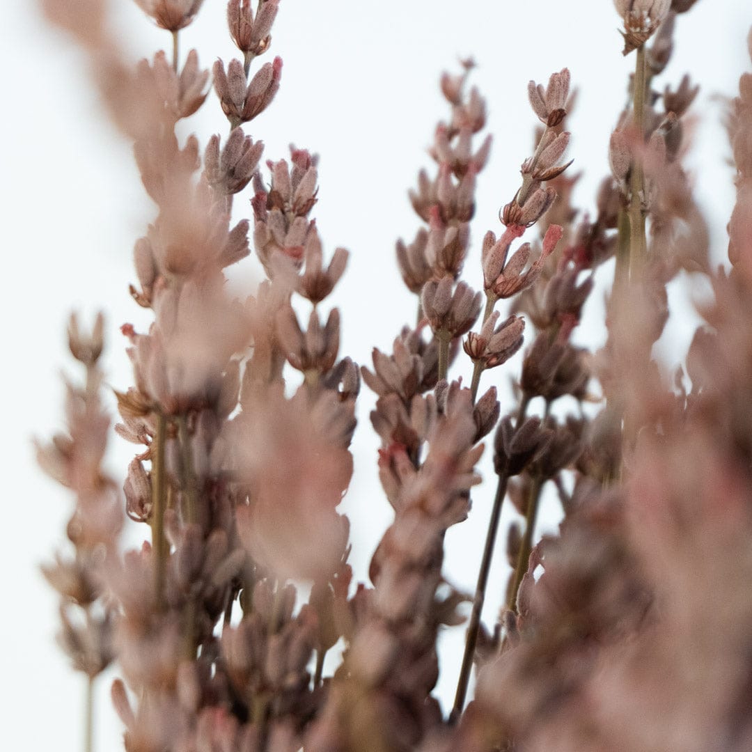 Ramo Lavanda Rosa