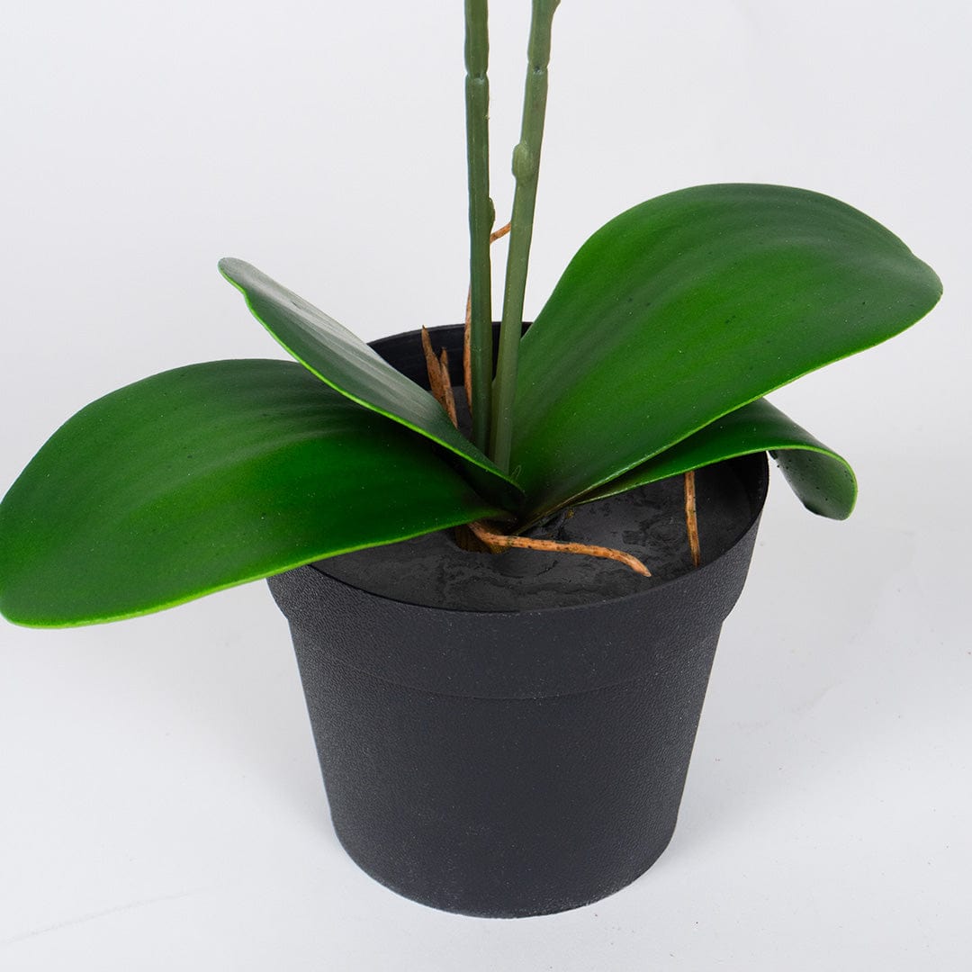 Orquídea Single Salmón