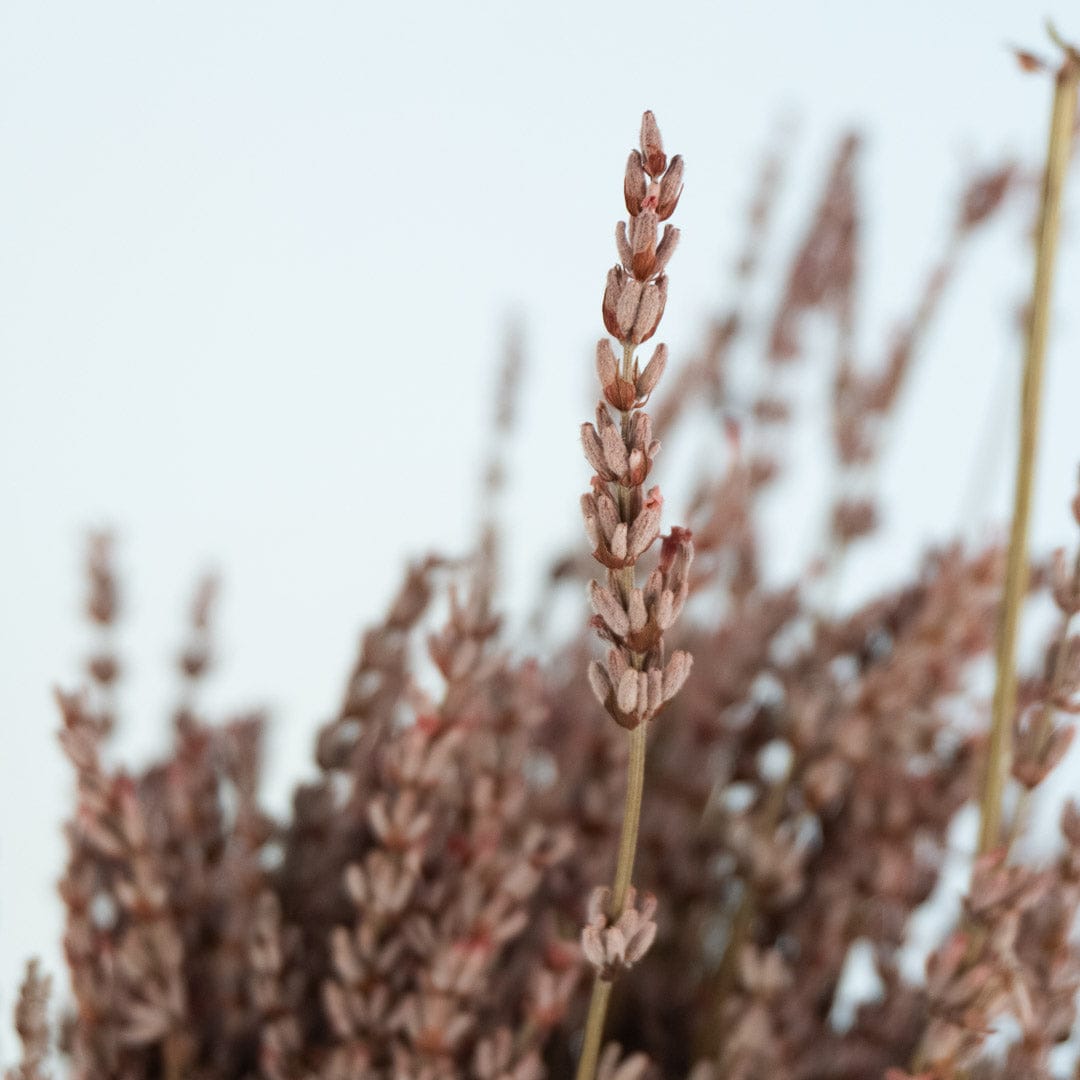Ramo Lavanda Rosa