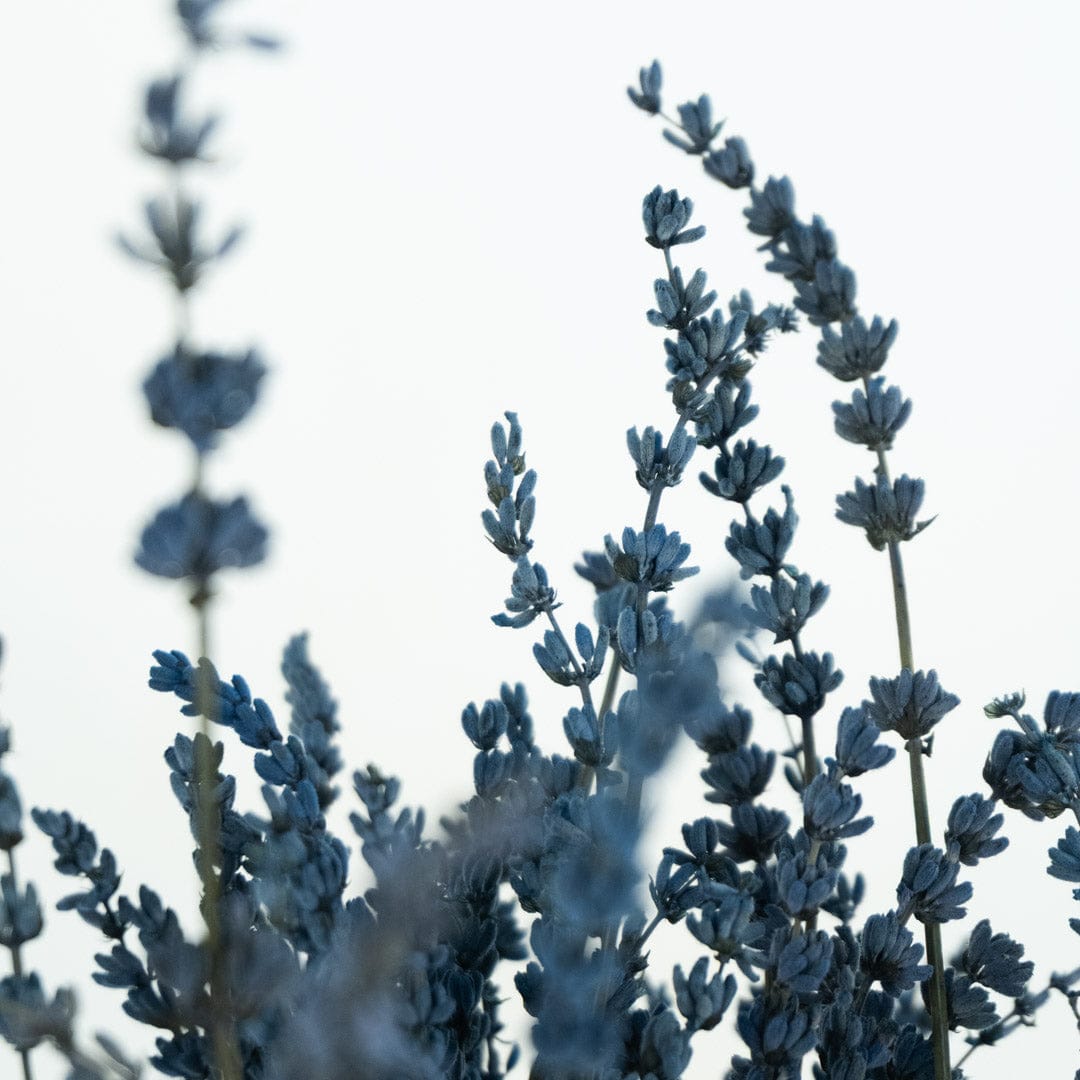 Ramo Lavanda Azul
