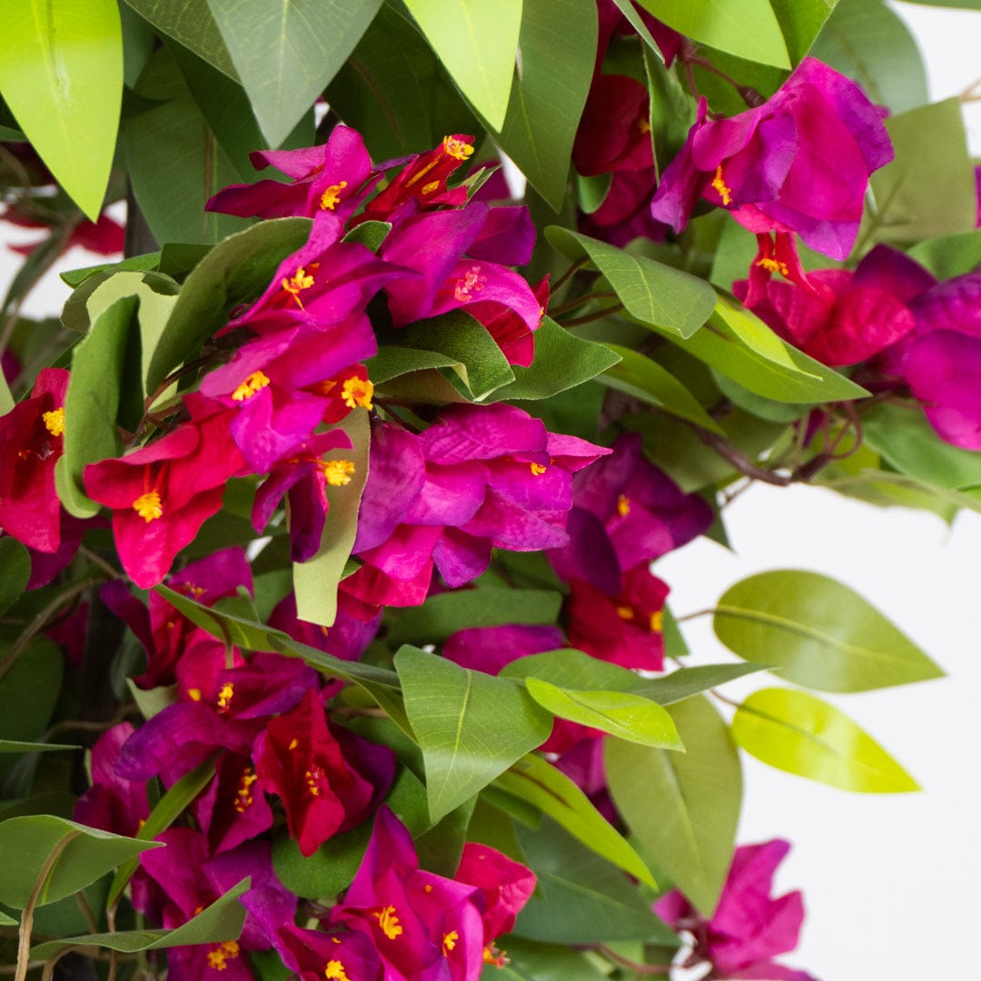Ficus Buganvilla Silvestre