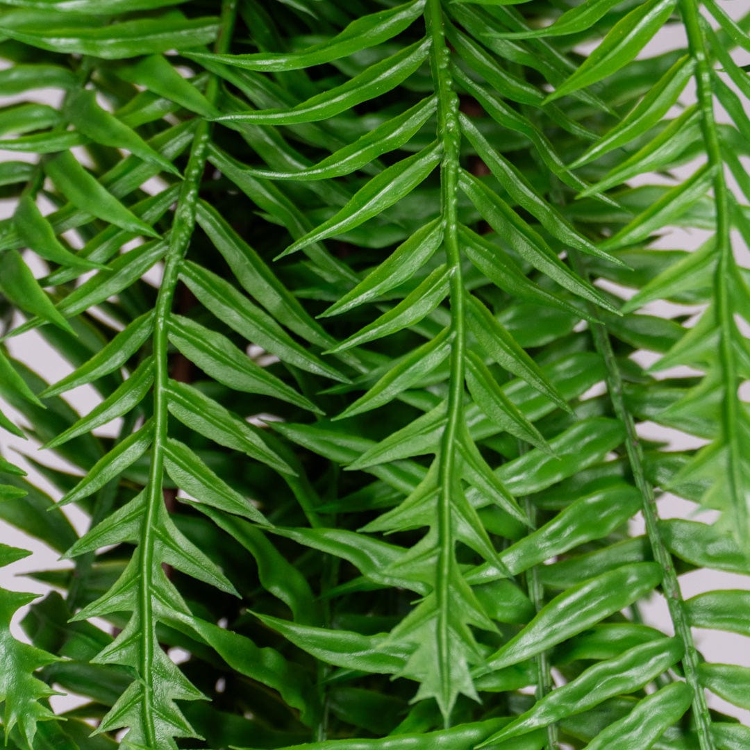 Helechosa Colgante Verde