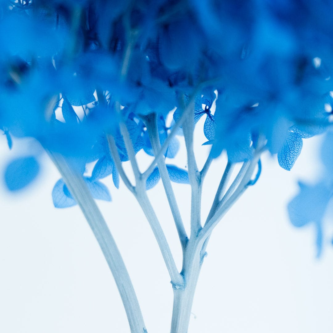 Ramo Hortensia Azul