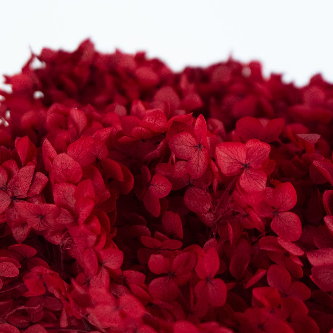 Ramo Hortensia Rojo