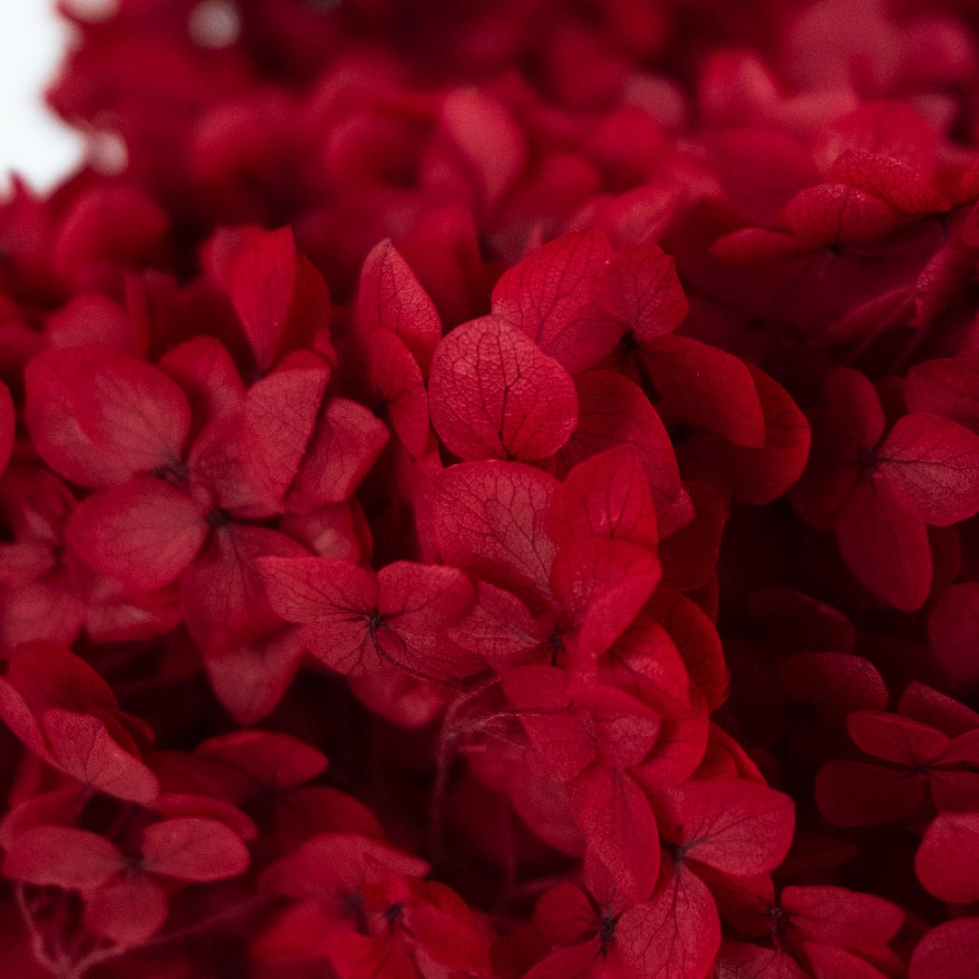 Ramo Hortensia Rojo