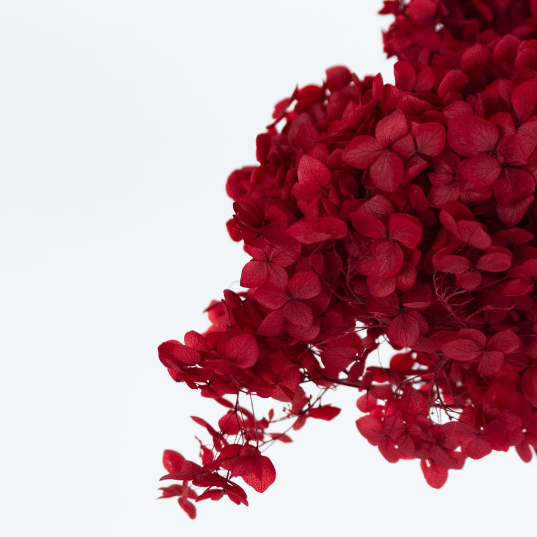 Ramo Hortensia Rojo