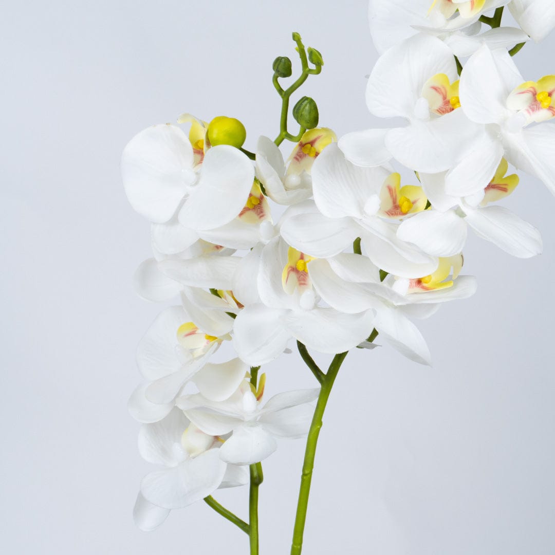 Orquídea Duo Blanca