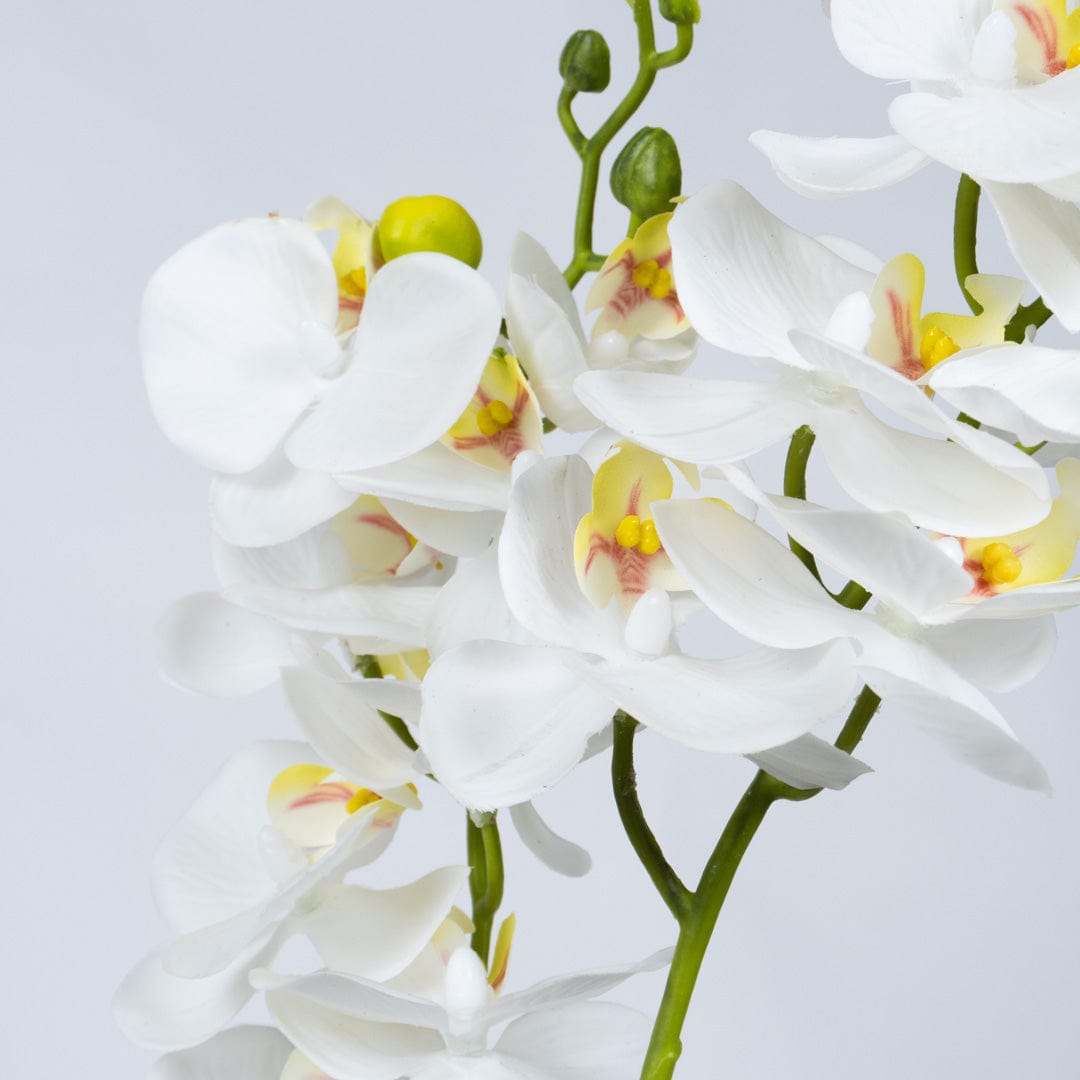 Orquídea Duo Blanca